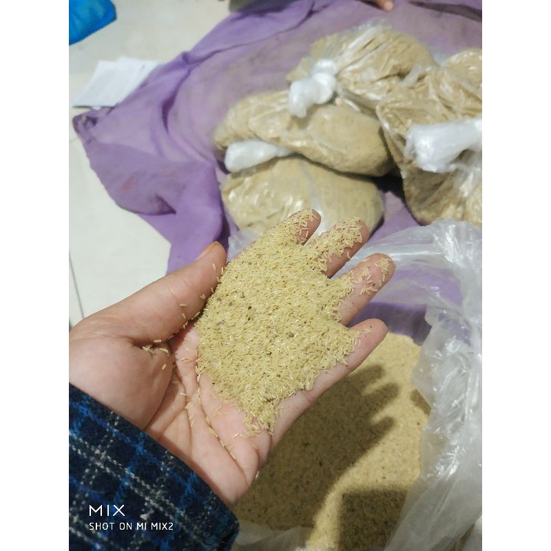 

Telur Jangkrik Telur Jangkrik Alam Murah Telur Jangkrik Bogor