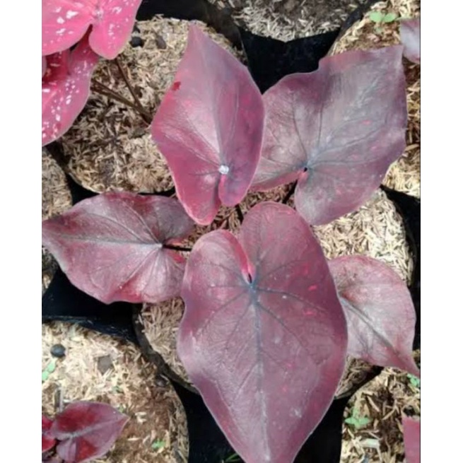 Tanaman Hias Caladium Dealova