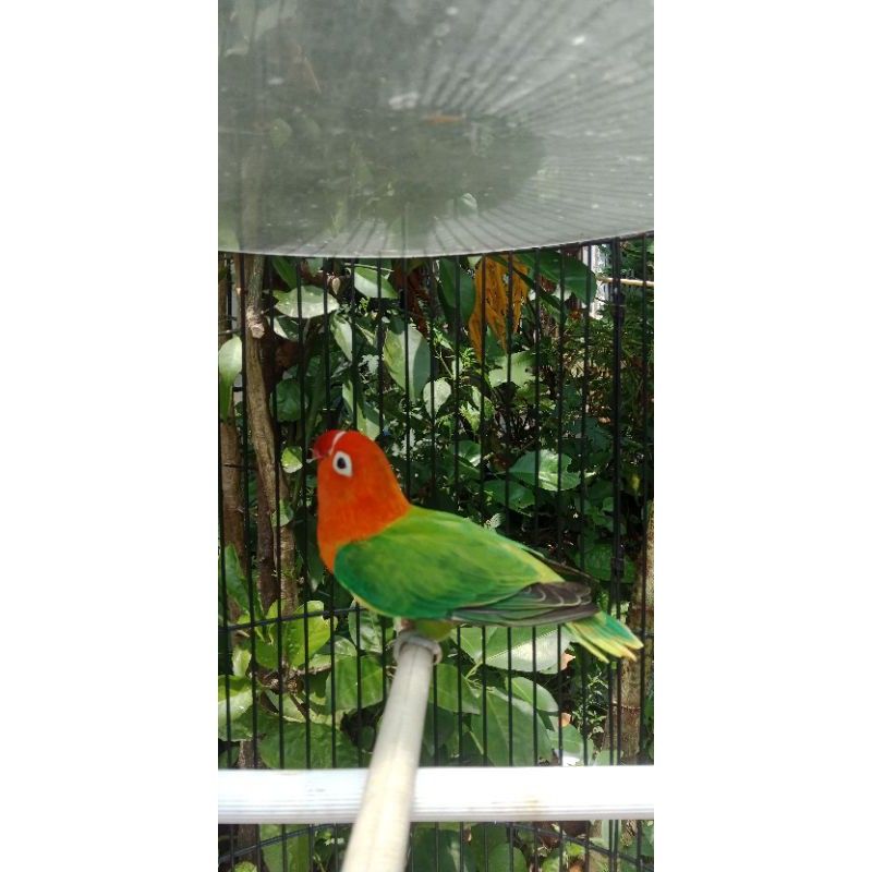 lovebird biola green