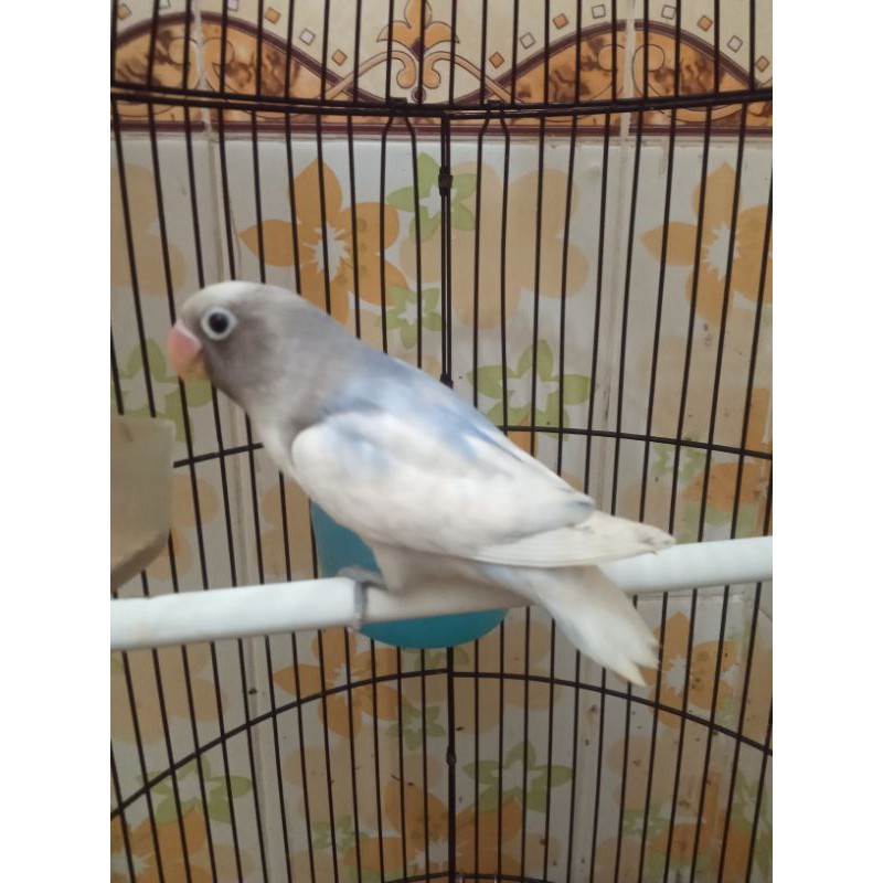 Burung love bird BS prospek Ring JUNIOR LBF