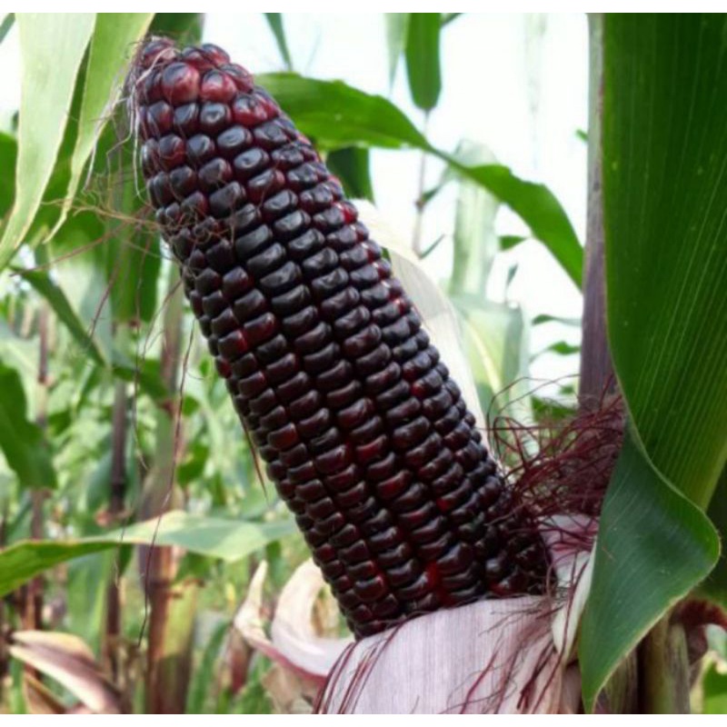 Benih bibit jagung ungu unggul