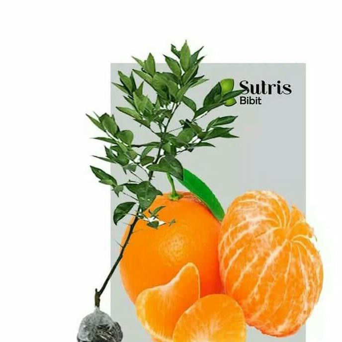 Super Bibit Jeruk Santang Madu