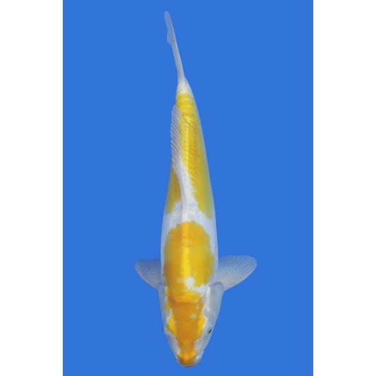 

ikan koi hariwake ukuran 20-22cm