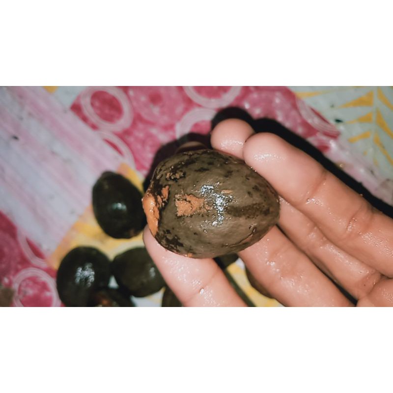 Muncang/kemiri  panjangan Jawaan