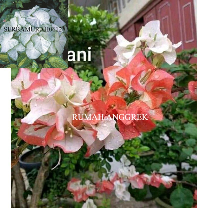 Bibit Bougenville Maharani Bibit Hidup Bugenvil IMPORT MURAH MERIAH Tanaman Hias Bougenville -tanama