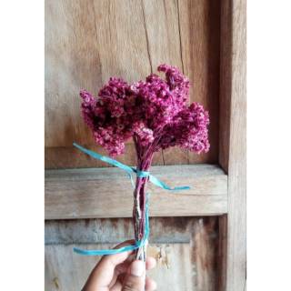 Bunga edelweis warna pink ikat kecil Shopee Indonesia Bunga edelweis warna pink ikat kecil Shopee Indonesia