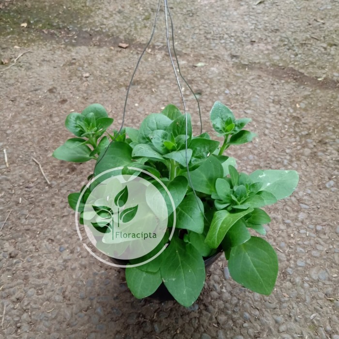 Tanaman hias bibit bunga petunia