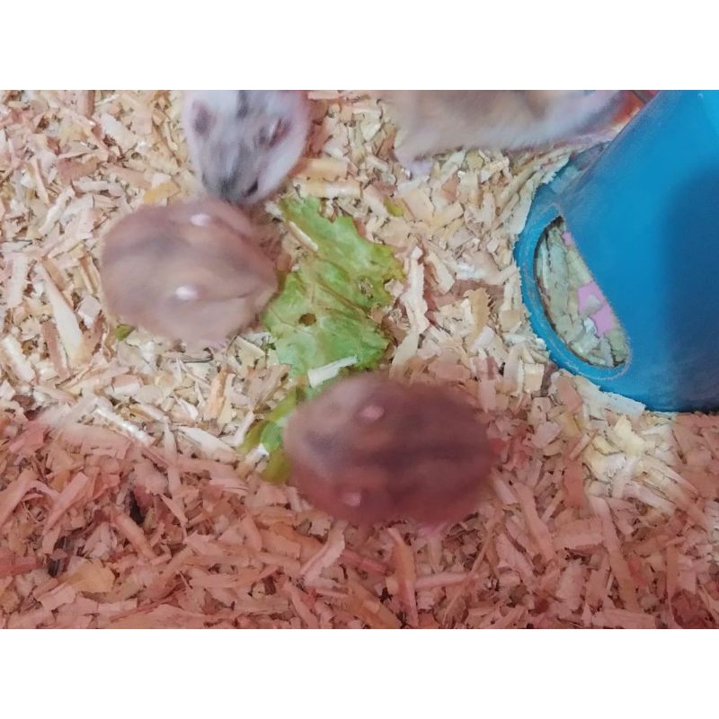 Hamster-winter white ARGENTE anakan hamster-khusus gojek