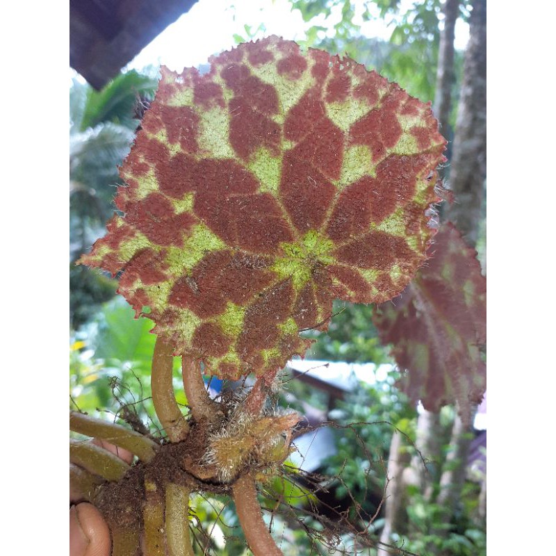 Begonia SP PALASIENSI
