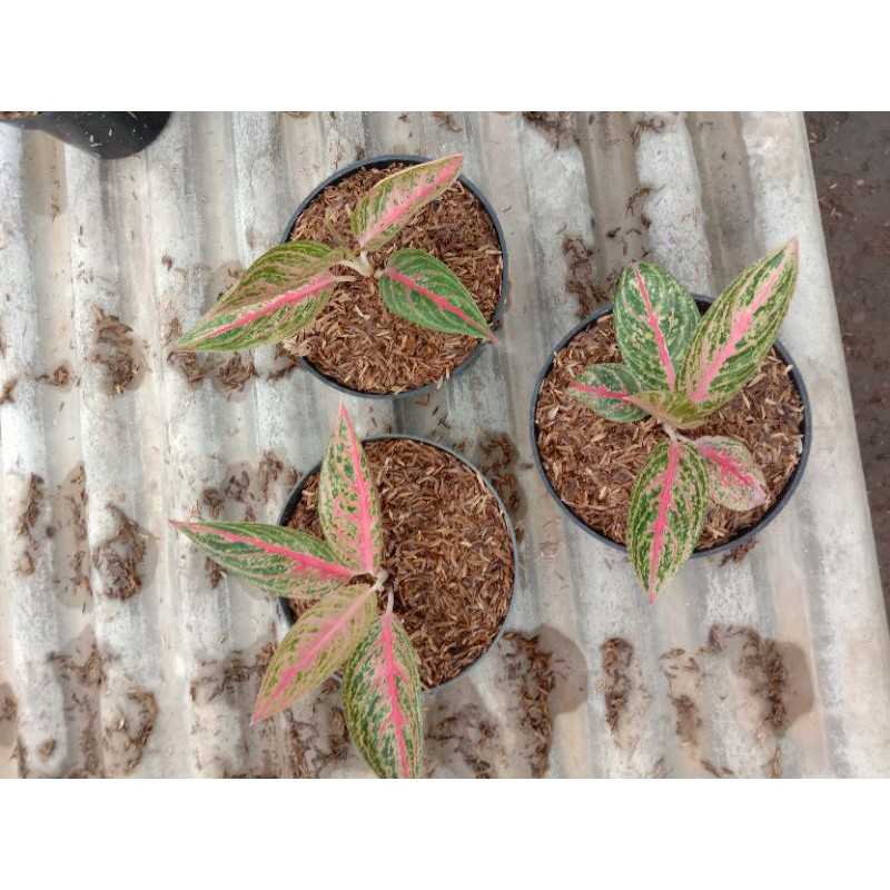 Aglonema legacy merah Daun 4-5