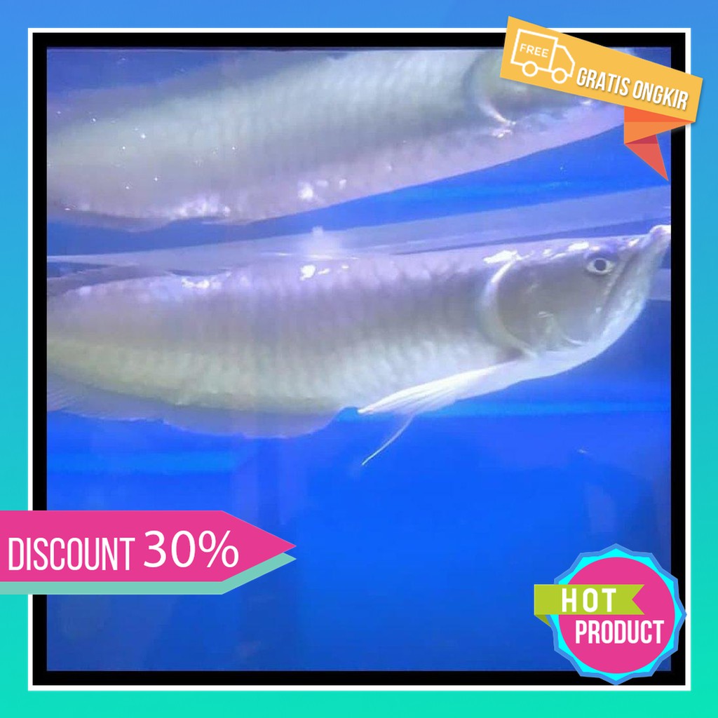  Jual  Jual  Ikan Arwana Silver 40Cm Murah Shopee  Indonesia 