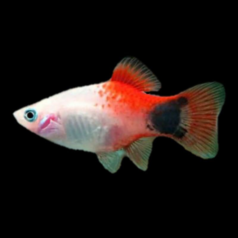 Ikan Mickey (Mickey Mouse Platy dan Golden Moon Platy).