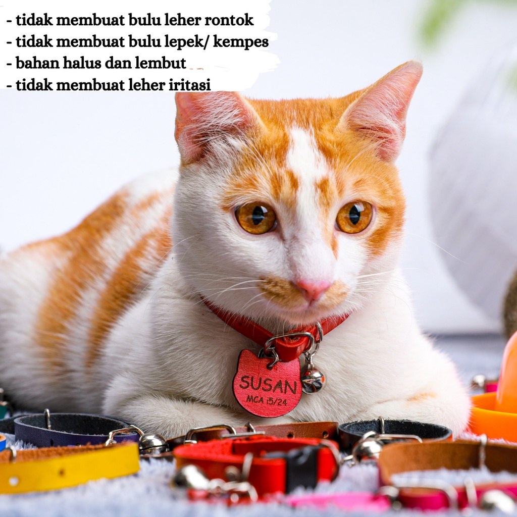 KALUNG KUCING KULIT WARNA WARNI