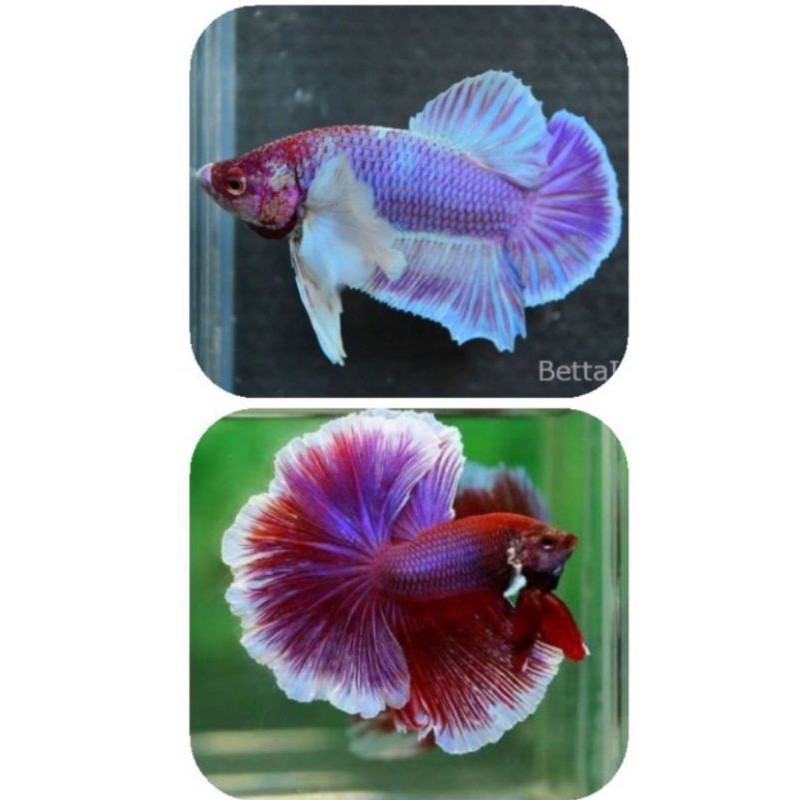 ikan cupang big ear (sepasang)