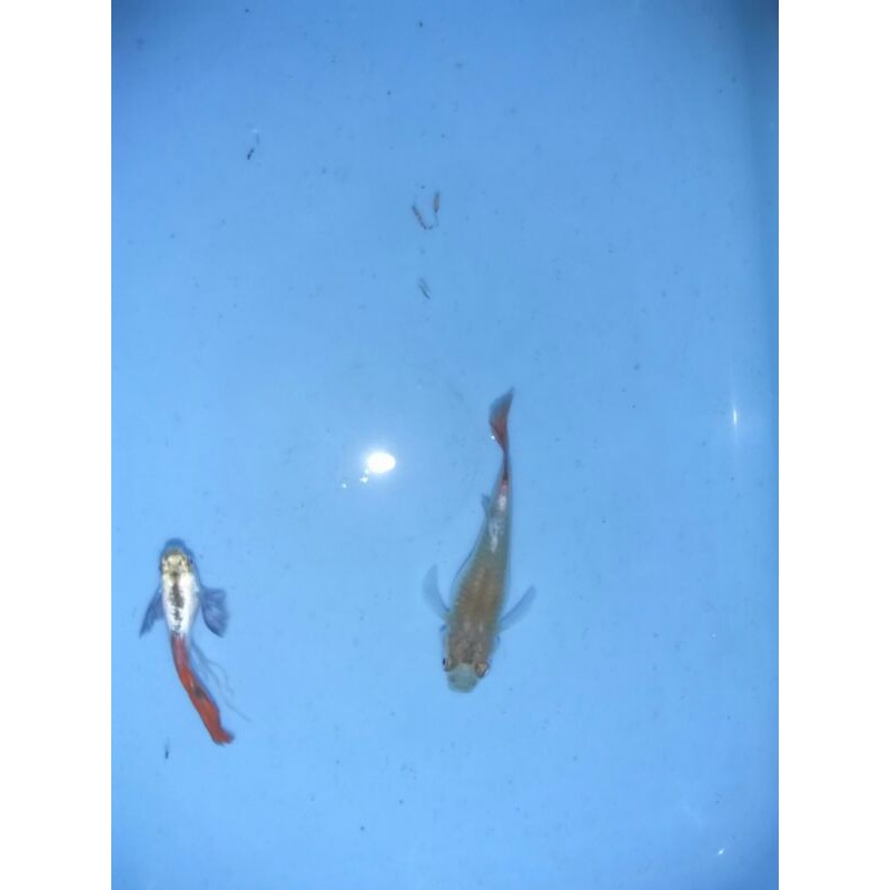 Ikan Guppy PRTDE (PLATINUM RED TAIL DUMBO EAR)