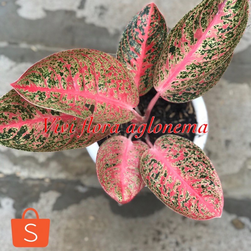 aglonema arini aglonema viral tanaman hias tanaman lokal tanaman