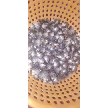 #HQ Burayak Louhan Bonsai Coin