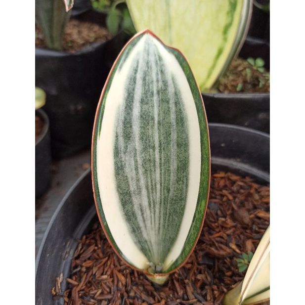 sansevieria masoniana varigata ( mini size )