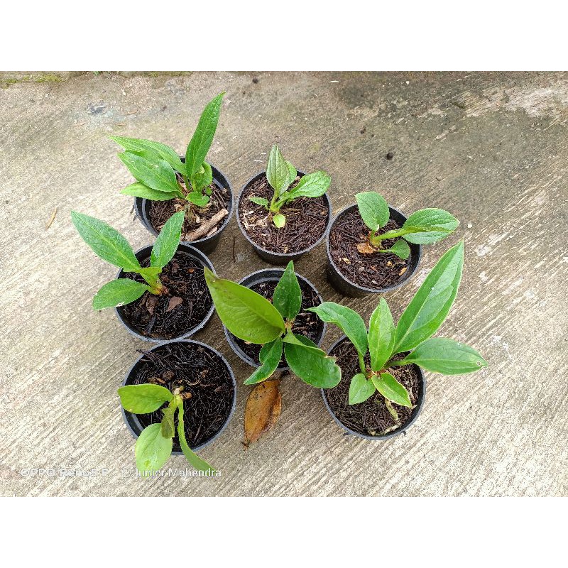 jemani cobra batik ijo dari biji varigata paket 7 pot