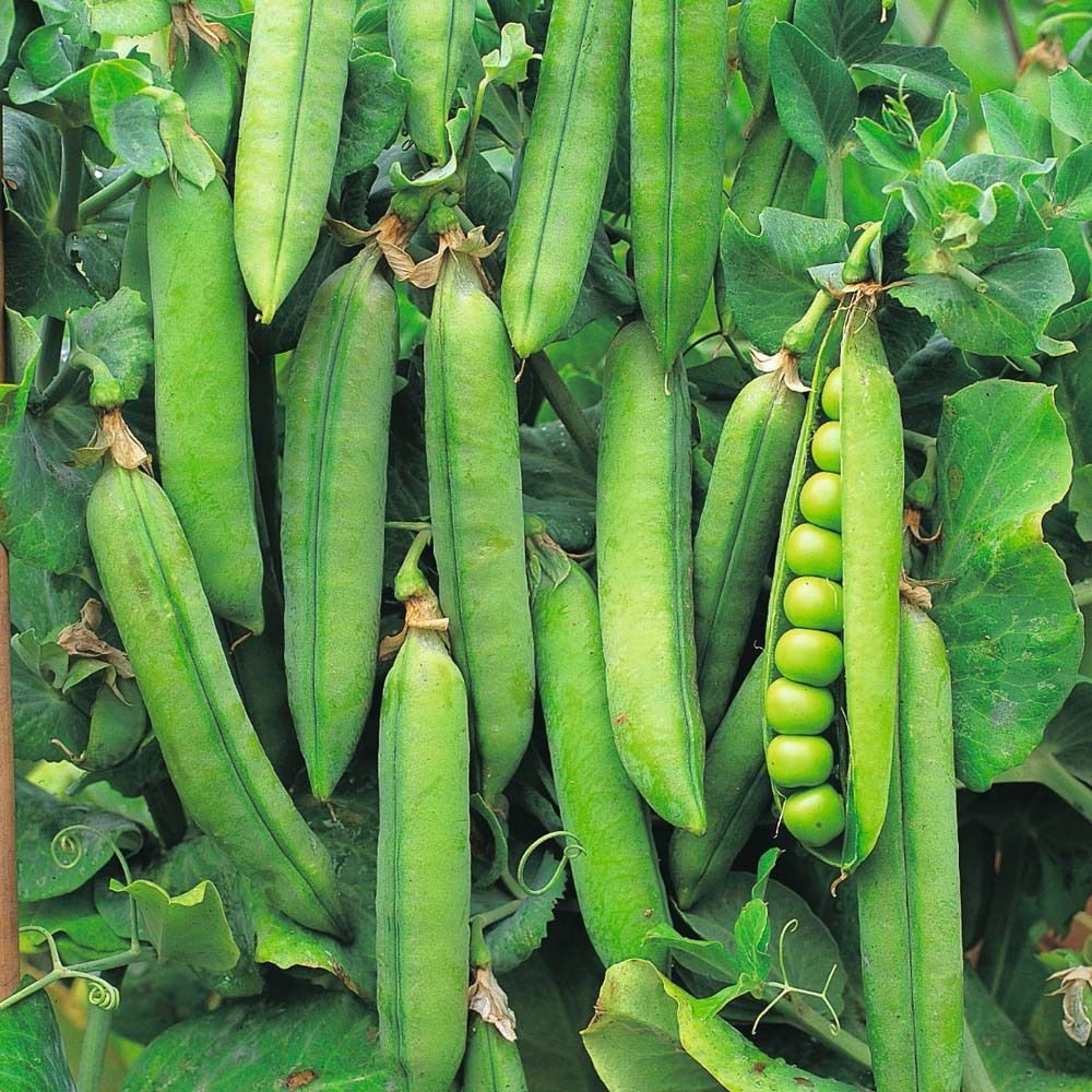Pea Rondo 10 Biji (Benih Biji Bibit Tanaman Sayur Sayuran)
