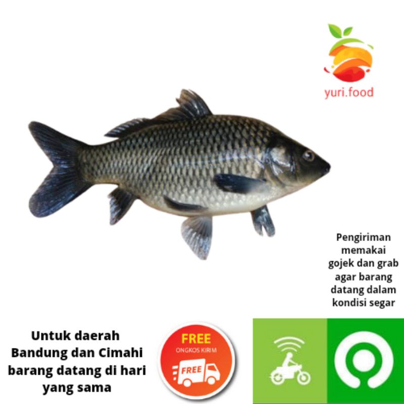 

ikan mas 1/2 kg