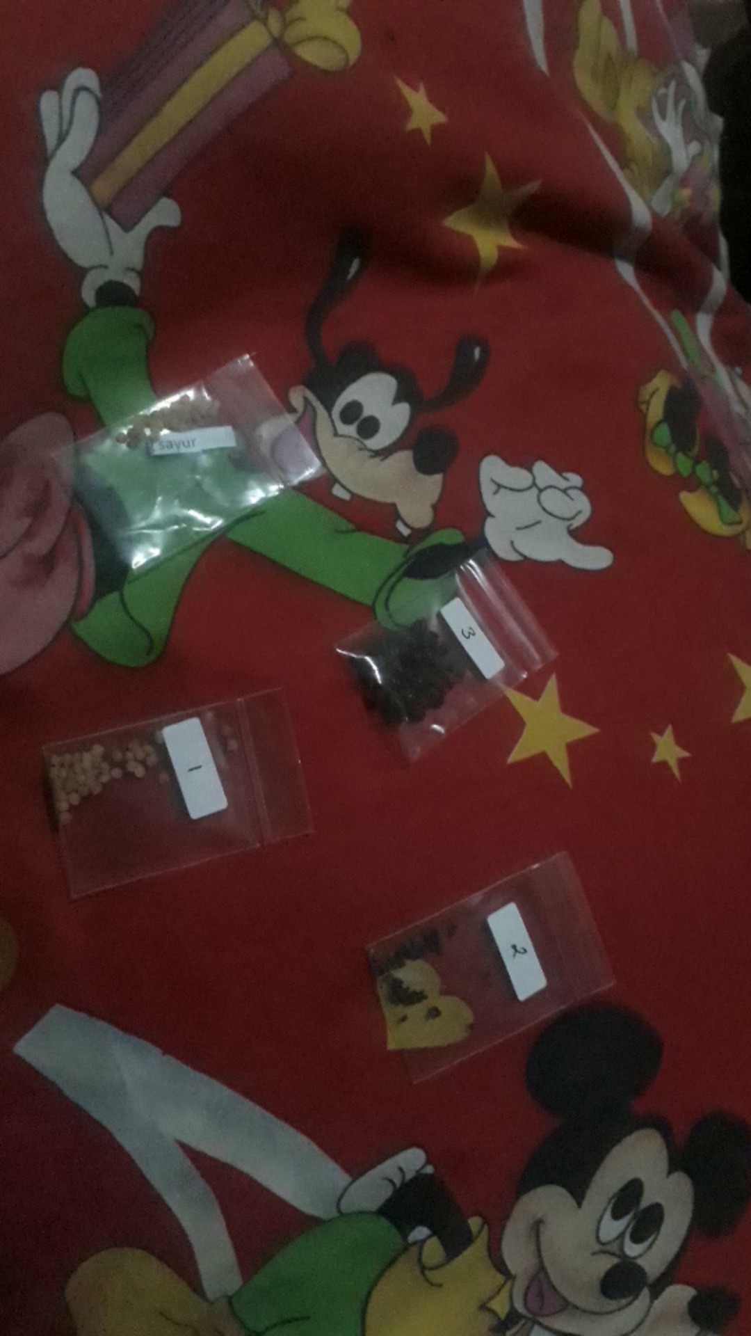 Biji/benih/bibit Buah Pepaya Lokal (25 Biji)