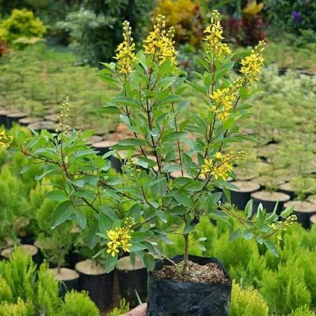 Tanaman hias hujan emas - hujan emas