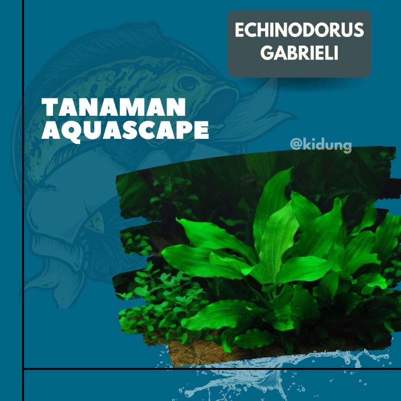 Echinodorus Gabrielii ( Tanaman Aquascape Tanpa Co2 )