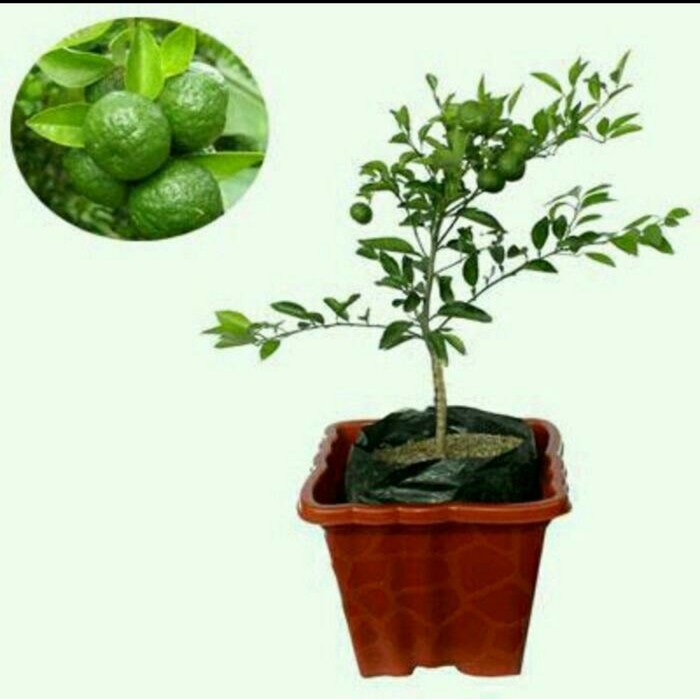 Bibit Jeruk Limau Kasturi Berbuah