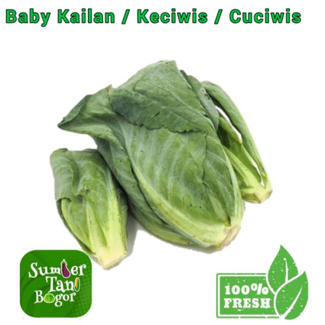 

BABY KAILAN / KECIWIS / CUCIWIS PER 500 GRAM