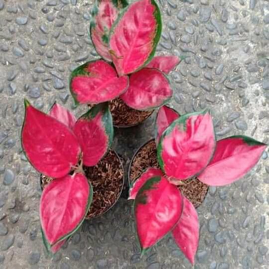 Tanaman Hias Aglonema Red Aurora / Aurora Merah / Siam Aurora
