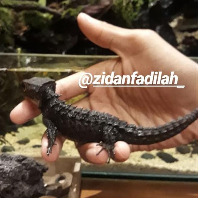 cbg-758  Crocodile Skink