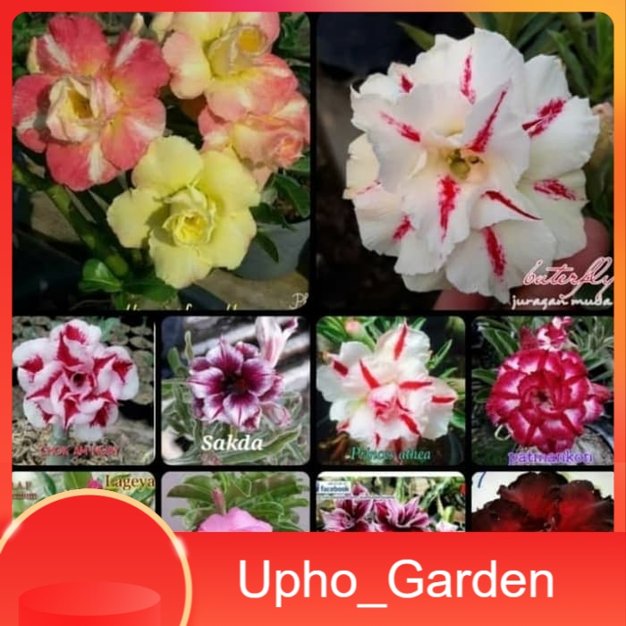 

paket 10 biji bibit bunga adenium//kamboja jepang - Upho_Garden