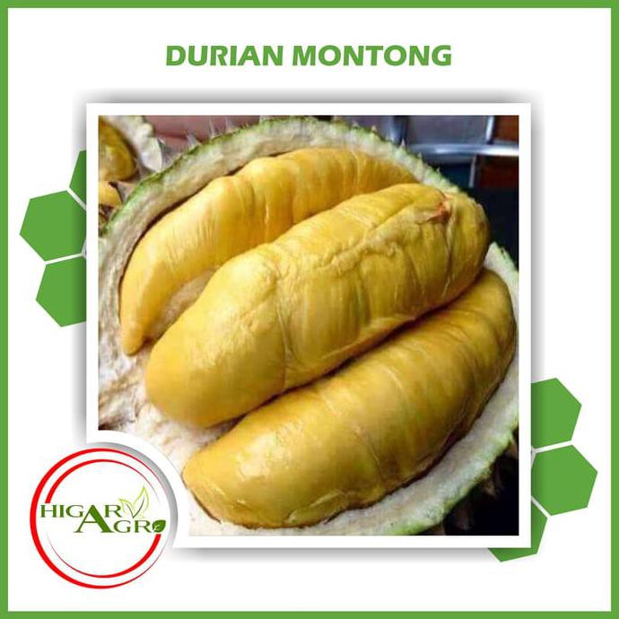 Bibit Tanaman Buah Durian Montong M4Il