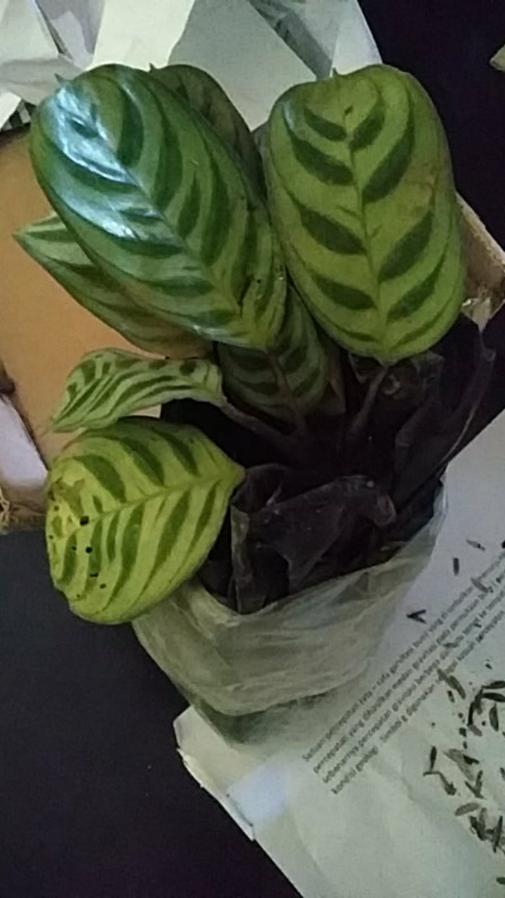 Tanaman Hias Calathea Sepat