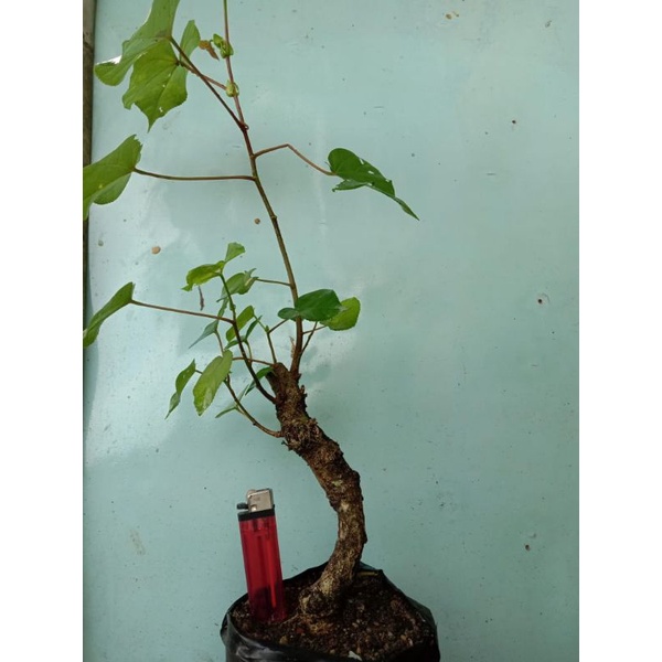 Bahan bonsai waru subur meliuk berkarakter