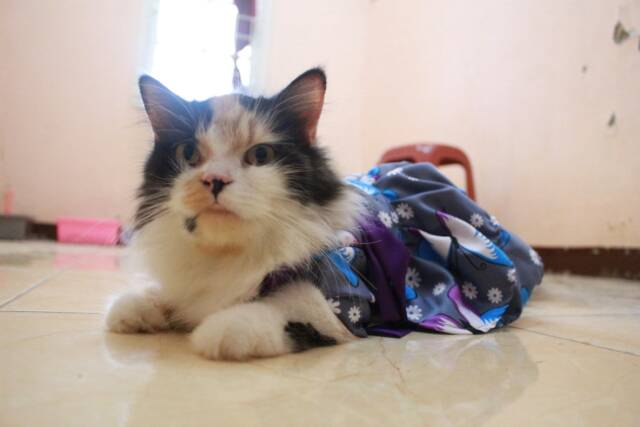 Dress hanbok kupu-kupu dark silver untuk kucing dan anjing / baju kucing murah size S M L XL