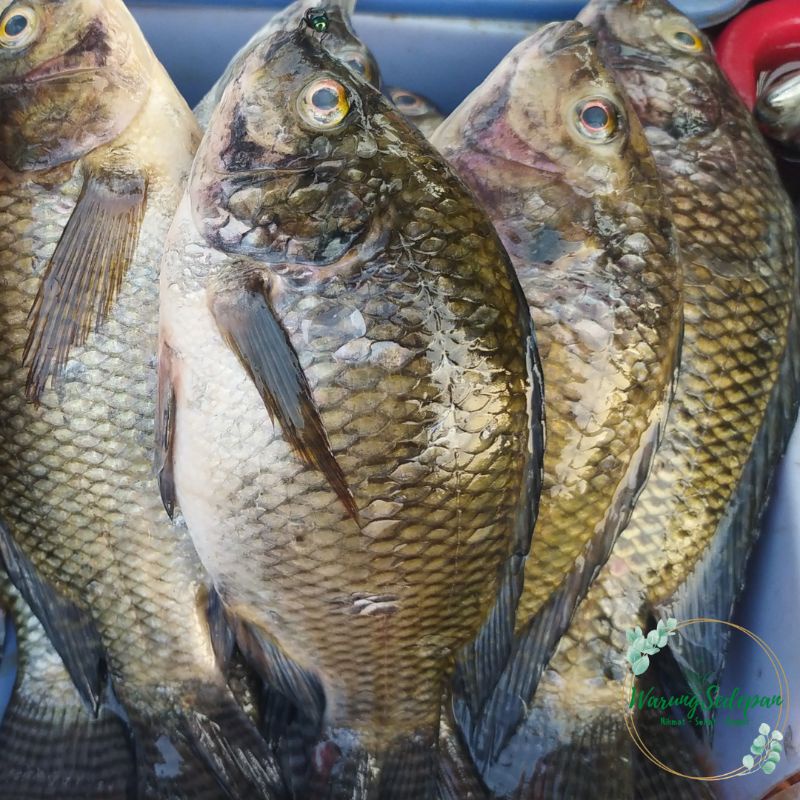 

Ikan Segar Ikan Mujair Segar 500 gram