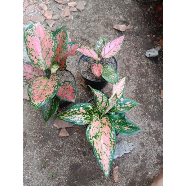 tanamn hias bunga aglonema ndut anjamani lady kristin dan lady valentain