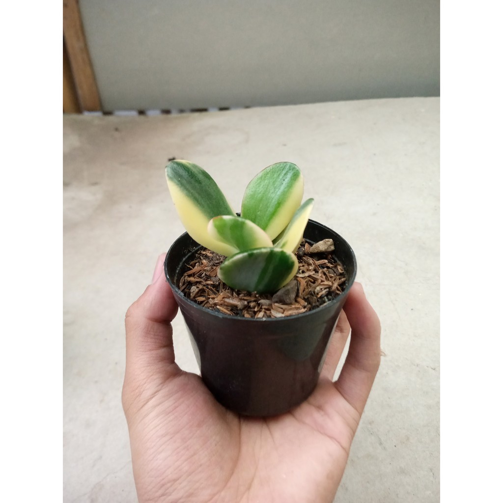 Sukulen Jade Plant Variegata