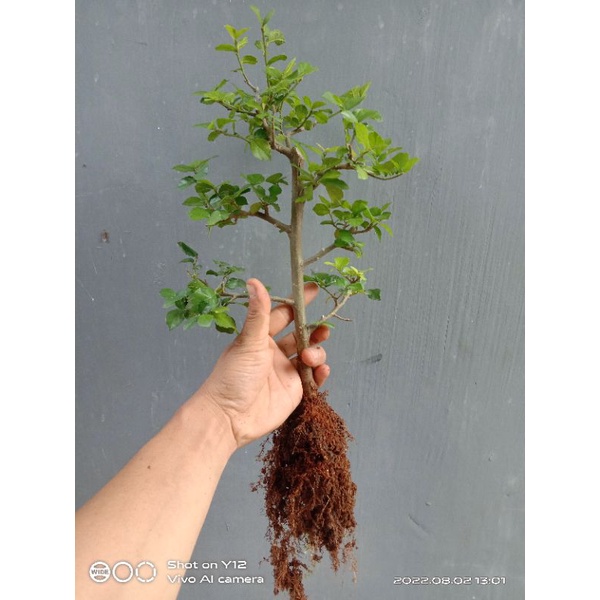 Bibit Bonsai Serut