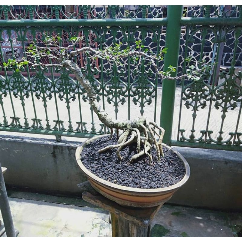 Pohon Bonsai Serut