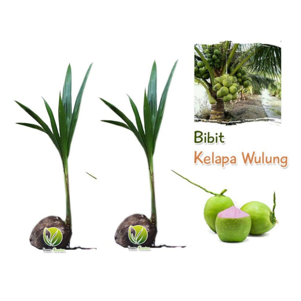 2 bibit kelapa wulung + 1 bibit sirsak madu