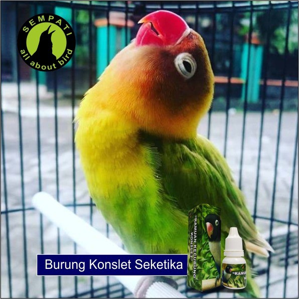 Racikan Jamu Lovbirt Konslet Untuk Betina - Dopping ...