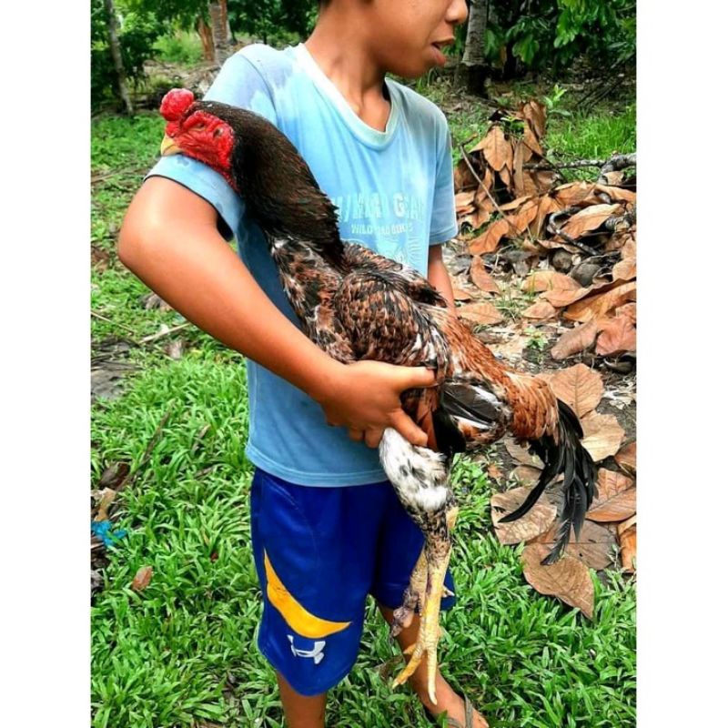 

Ayam Shamo japan Ori. telur ferttill fressh dari kandang(TERLARIS)