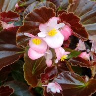 Tanaman Hias Bunga Begonia Mawar Pink