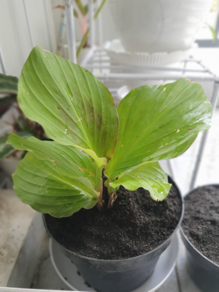 Tanaman Hias Calathea Merak Kencur