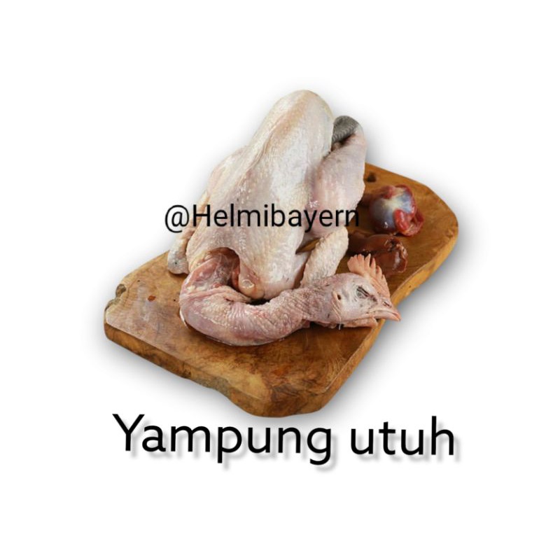 

Daging ayam kampung fresh asli bukan ayam pejantan