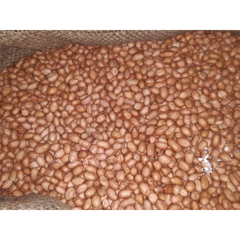 

kacang tanah bagus lokal