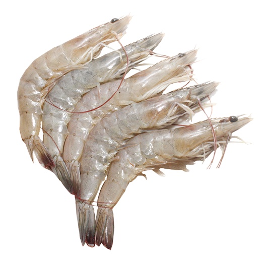 

UDANG VANAME UKURAN BESAR 1KG